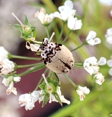 Anthrenus isabellinus