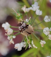 Anthrenus isabellinus
