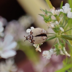 Anthrenus isabellinus