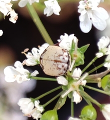 Anthrenus isabellinus
