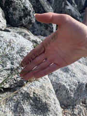 Melica stricta