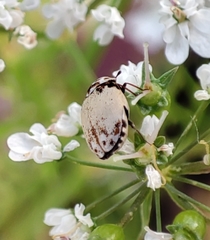 Anthrenus isabellinus