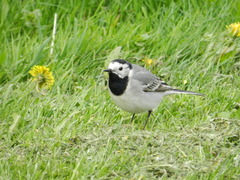 Motacilla alba