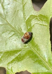 Penthimia americana