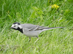 Motacilla alba