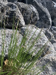 Melica stricta