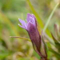 Gentianella anglica