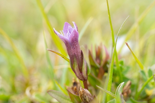 Image of Gentianella anglica by (c) Daniel Greenwood, some rights reserved (CC BY)