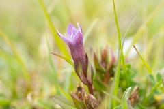 Gentianella anglica