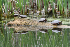 Chrysemys picta marginata