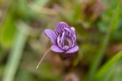 Gentianella anglica