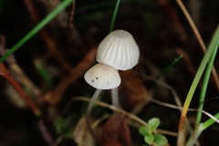Mycena arcangeliana