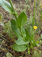 Crepis alpina