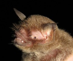 Pteronotus mesoamericanus