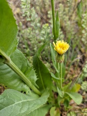 Crepis alpina
