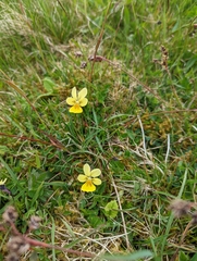 Viola lutea