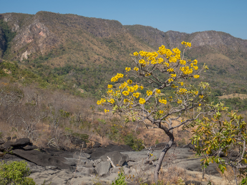 Handroanthus caraiba (Mart.) Mattos 3