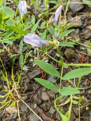 Vicia bithynica