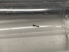 Synemosyna formica