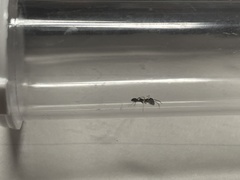 Synemosyna formica