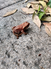 Bufo spinosus