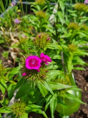 Dianthus barbatus