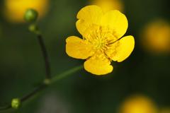 Ranunculus