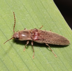 Synaptus filiformis