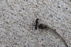 Camponotus pennsylvanicus