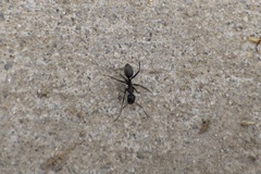 Camponotus pennsylvanicus