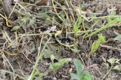 Camponotus pennsylvanicus