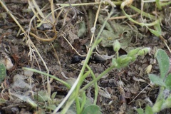 Camponotus pennsylvanicus