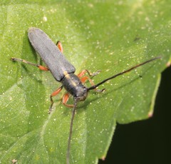 Phytoecia icterica
