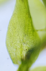 Hygroamblystegium varium