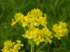 Barbarea vulgaris