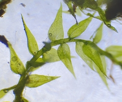 Hygroamblystegium varium