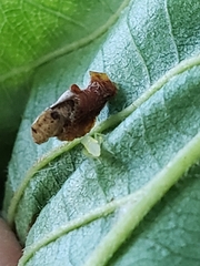 Coleophora binderella