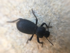 Cryptoglossa muricata