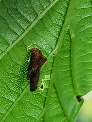 Coleophora binderella