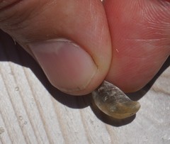 Anomia simplex image