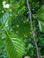 Coleophora binderella