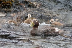 Tachyeres brachypterus