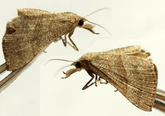 Hypena atomaria