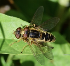 Anasimyia anausis