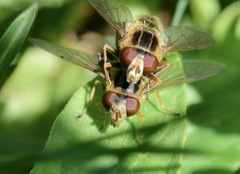Anasimyia anausis