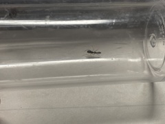 Synemosyna formica