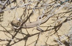 Aspidoscelis labialis