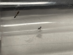 Synemosyna formica