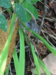 Bromus pseudolaevipes