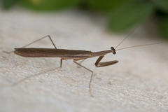 Musoniella
